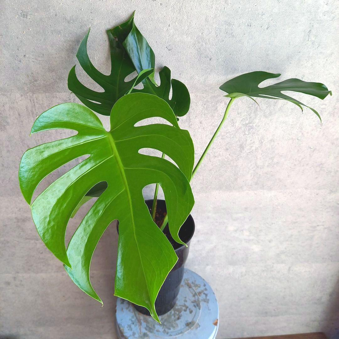 超絶希少 モンステラ デリシオーサ スケルトン