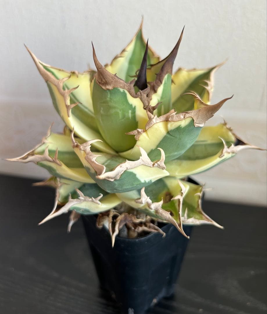 アガベ チタノタ スナグルトゥース