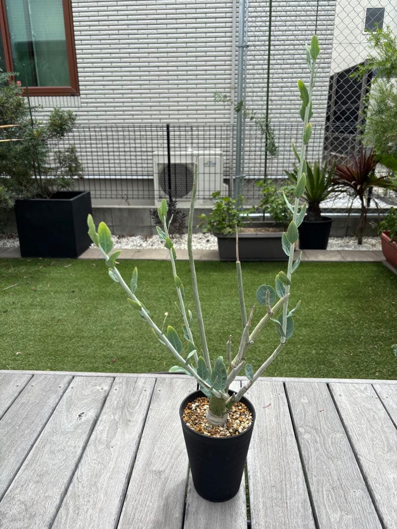 大幅値下げ！アデニア　ペチュエリー　幹太