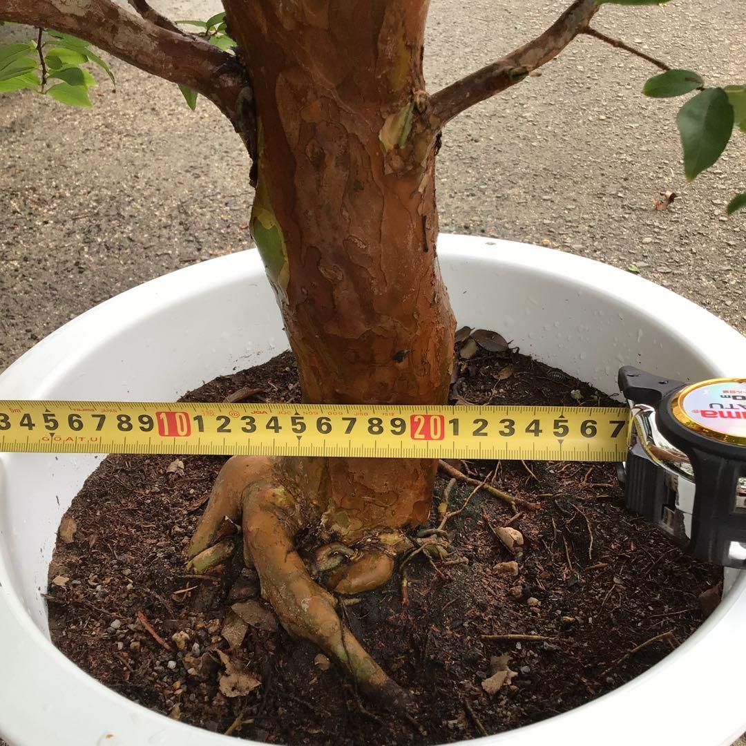 ジャボチカバ　小葉種　花芽付き