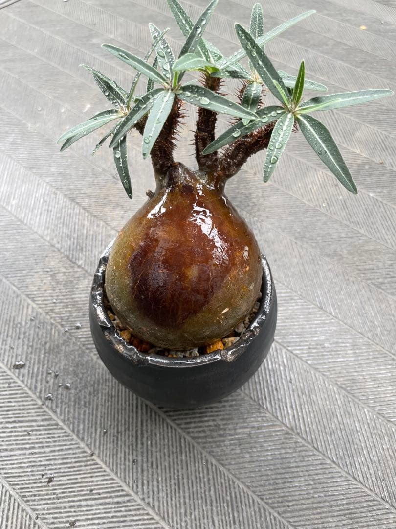 【特選エース株】パキポディウム グラキリス(左のみ)