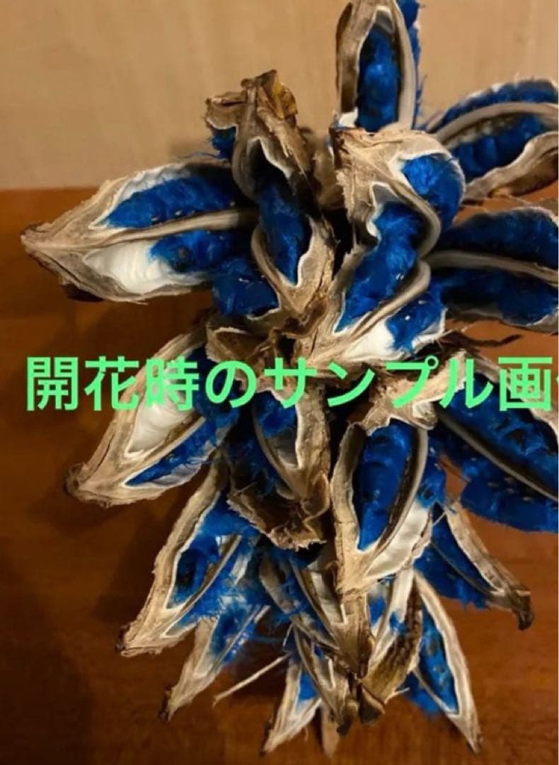 ガク付き、オオギバショウ、扇芭蕉、旅人の木、タビビトノキ