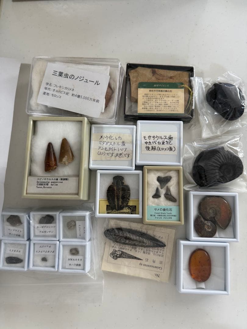化石、隕石セット