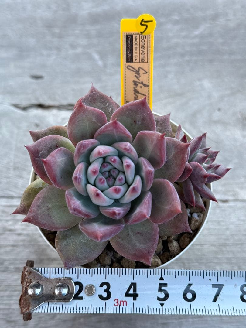 5 希少　SAMリンゼアナNo.6 カリフォルニア輸入　多肉植物