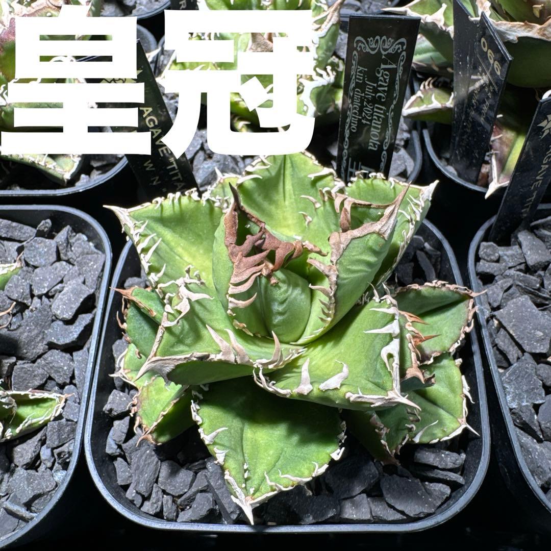 【有名趣味家血統】アガベ⭐︎チタノタ⭐︎皇冠01⭐︎子株⭐︎台湾lize⭐︎タグ付き⭐︎