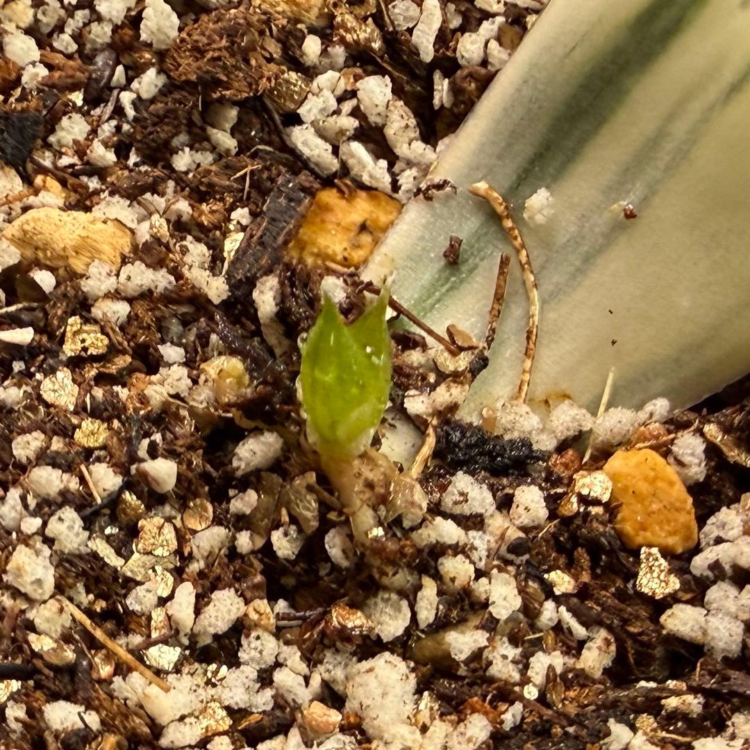 ハオルチア⭐️白蛇伝 葉挿し⭐️ 発根済み、美品、すくすく成長中！