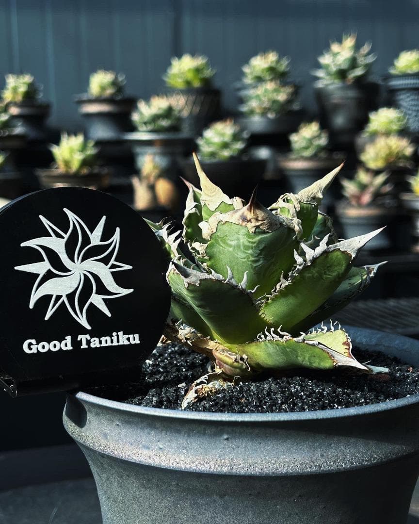 【goodtaniku】アガベ　激熱小籠包産巨歯鯊 カキコ　発根済