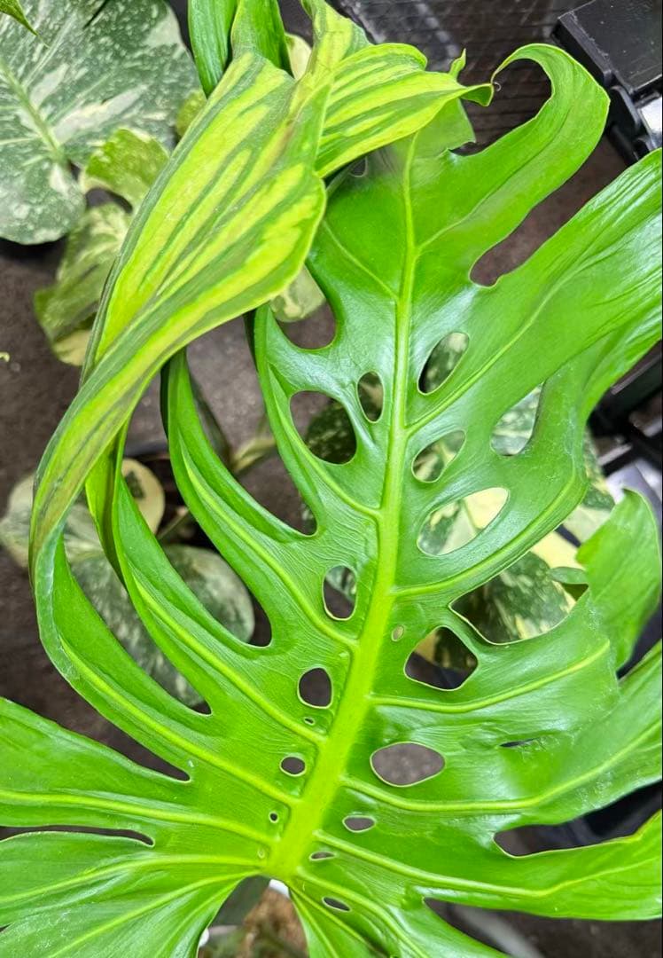 超レア モンステラ タトゥー【Monstera deliciosa Tattoo