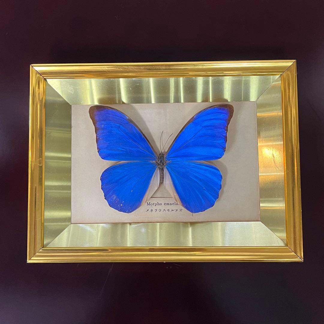メネラウスモルフォ　蝶　標本　額装