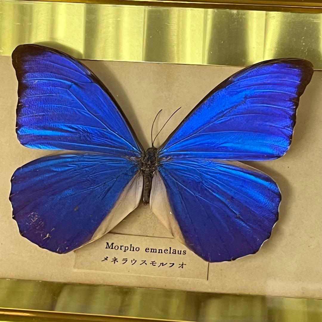 メネラウスモルフォ　蝶　標本　額装