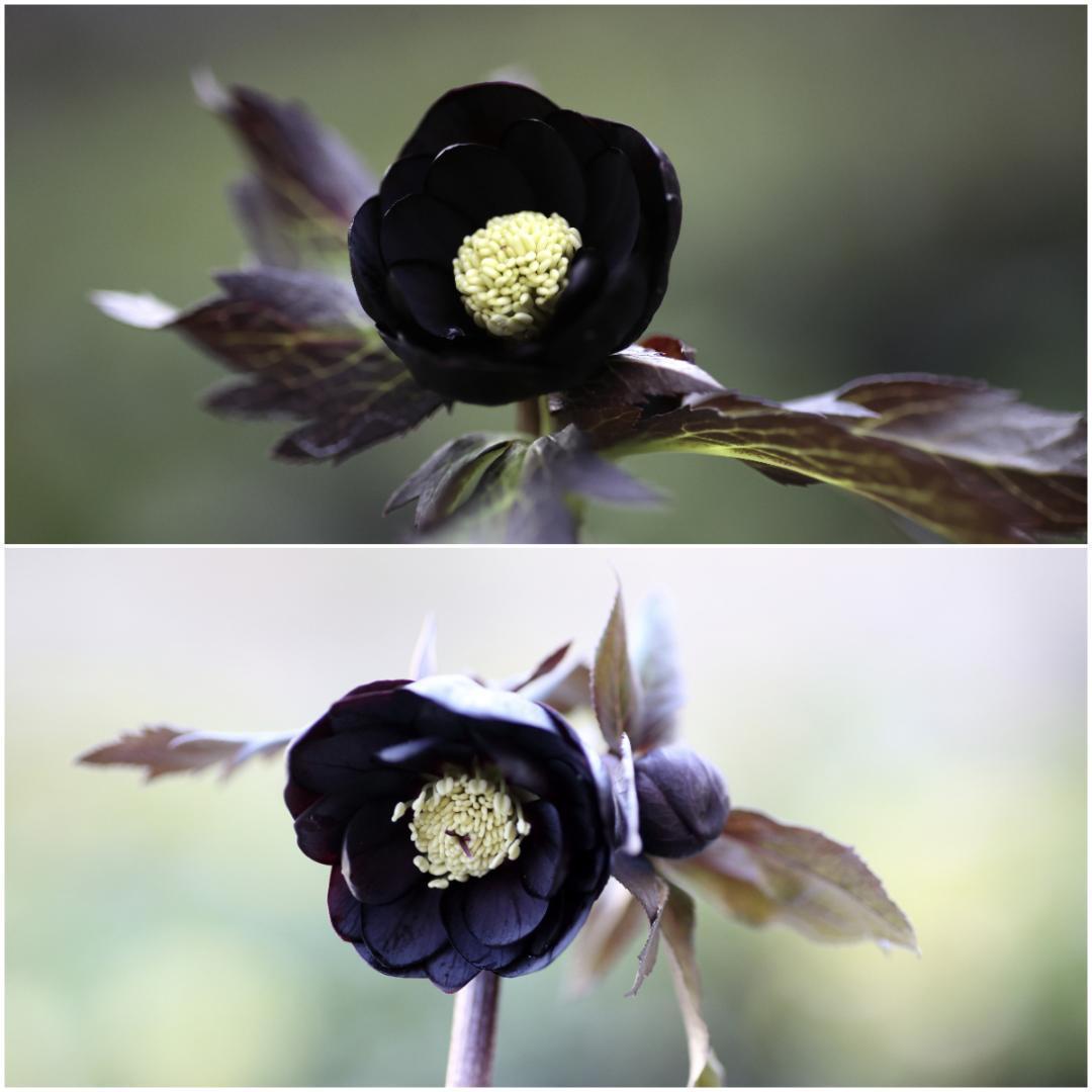 さくさく クリスマスローズ 小苗 DDシャノワール×DDシャノワール