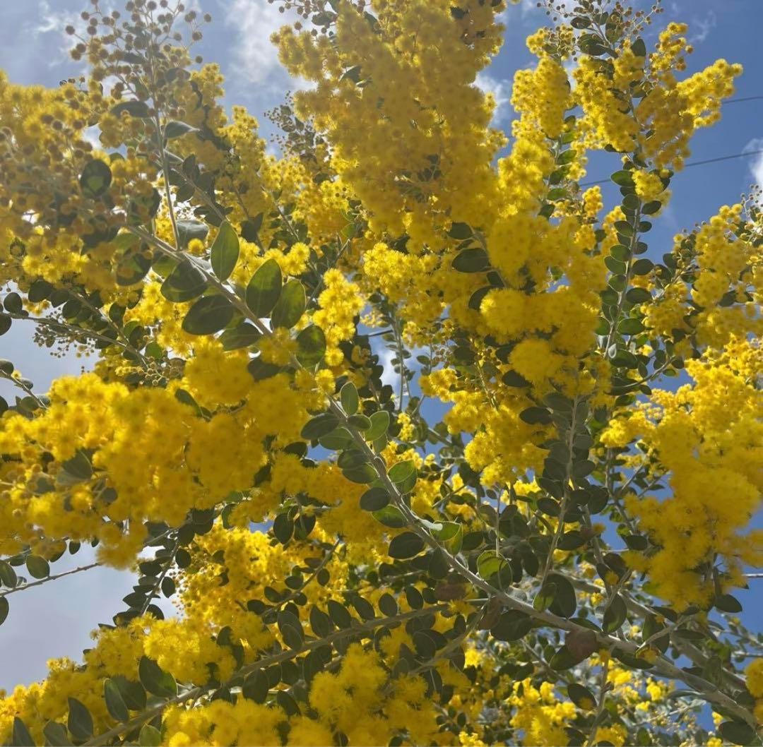 ミモザ　パールアカシア