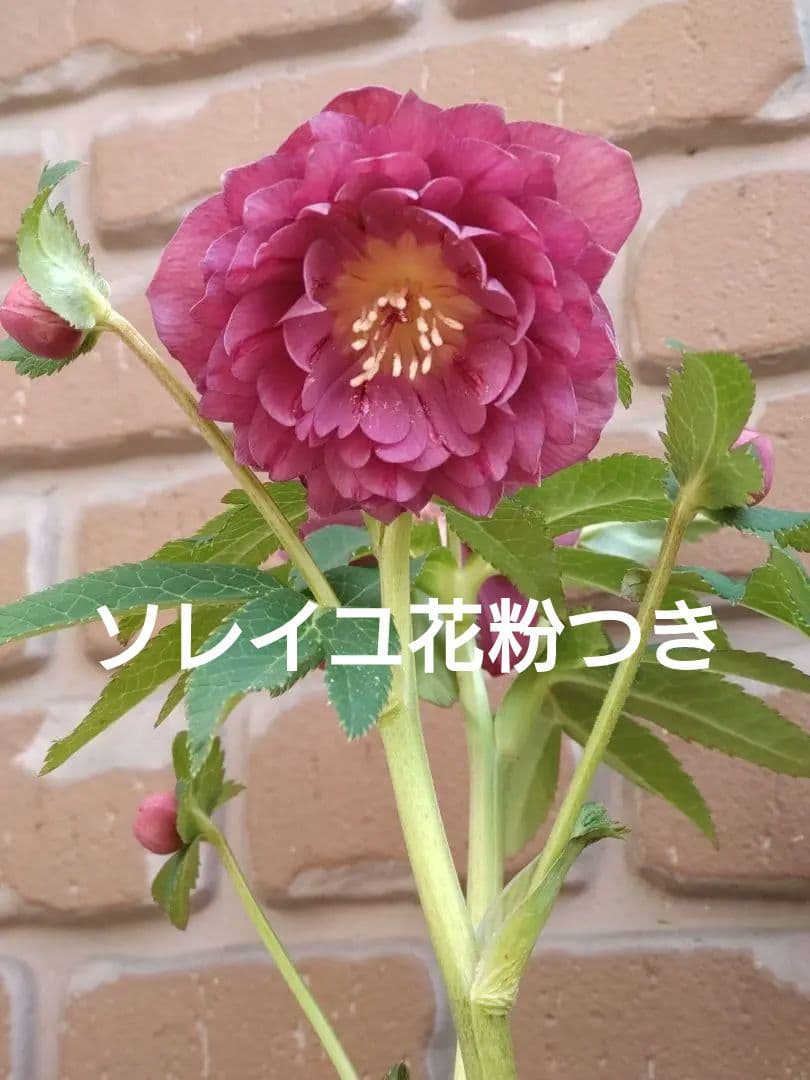 広瀬園芸✨レッド✨多弁✨クリスマスローズ✨ソレイユ花粉くっつけました