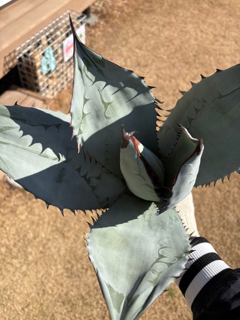 アガベ　チタノタ　チタノタブルー　大株