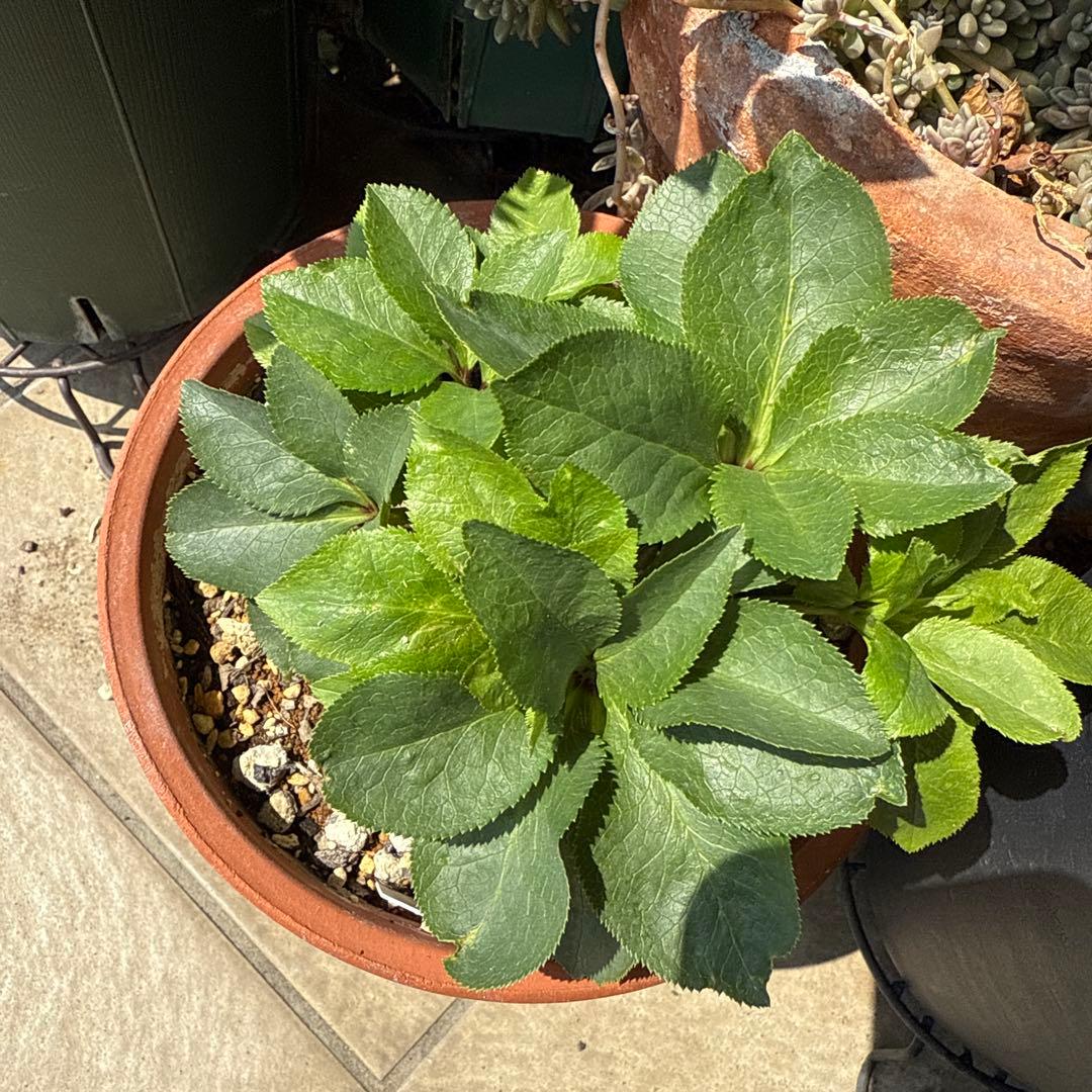 クリスマスローズ カップ咲 クリームピコティsd 未株分け 加藤農園さん