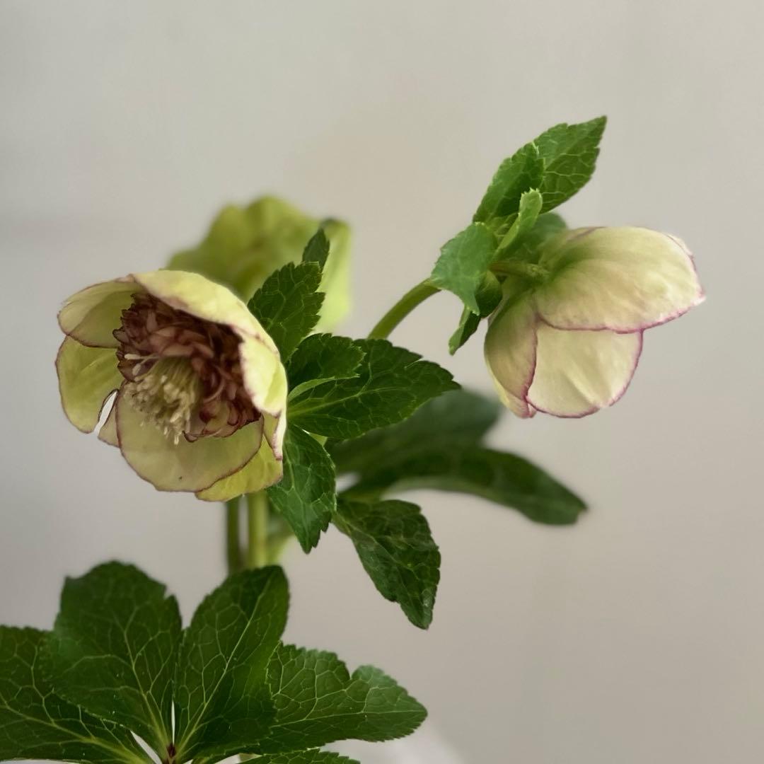 クリスマスローズ カップ咲 クリームピコティsd 未株分け 加藤農園さん