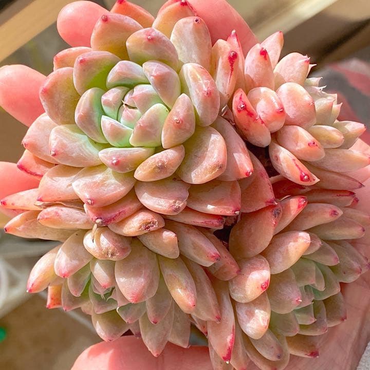 アルバビューティー　大群生