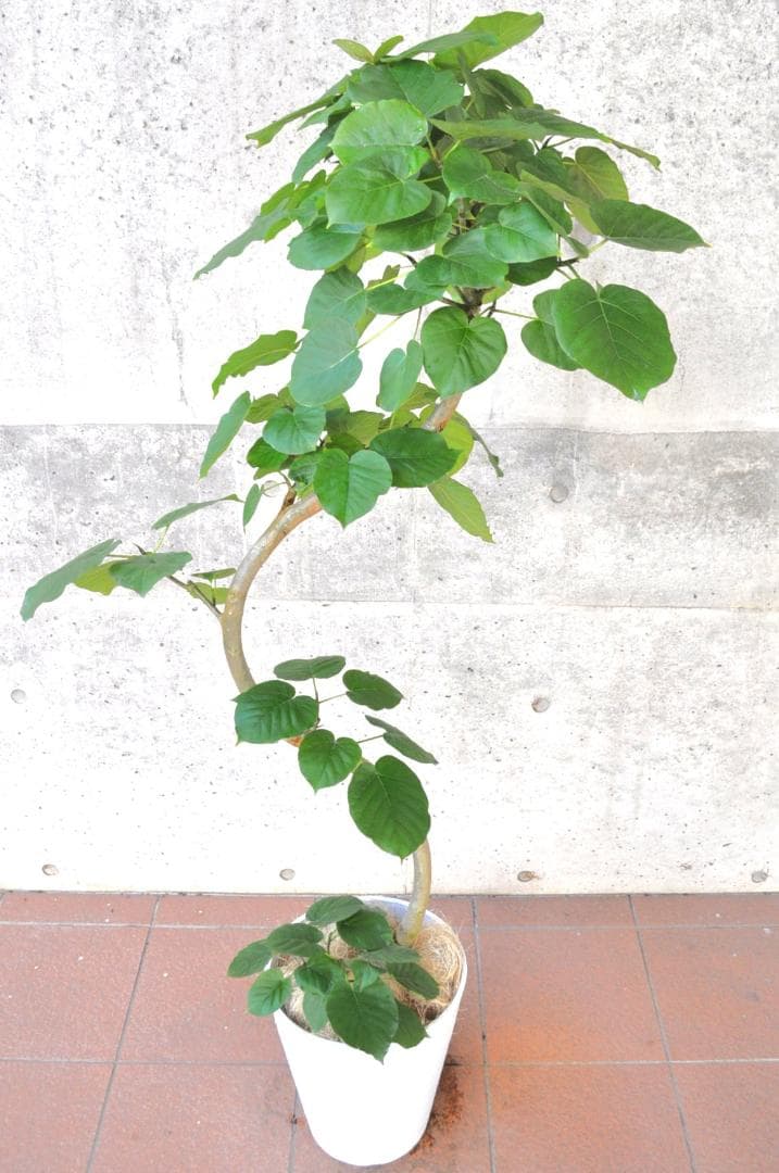 フィカス ウンベラータ 10号 152cm S-shaped tree form