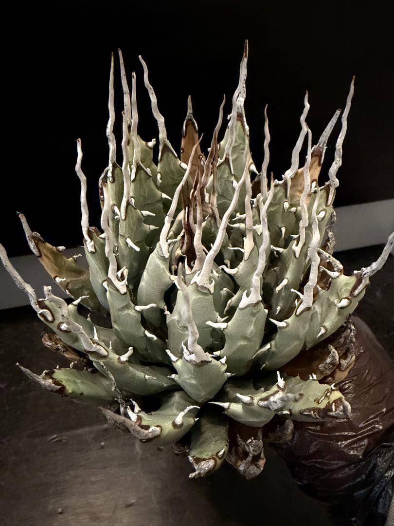 耐寒性アガベ エボリスピナ陽炎◇多肉サボテン南国ドライガーデン