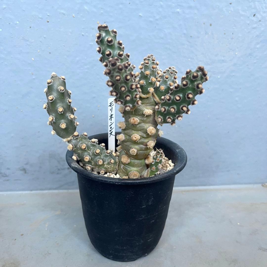 テフロカクタス　モリネンシス Tephrocactus molinensis