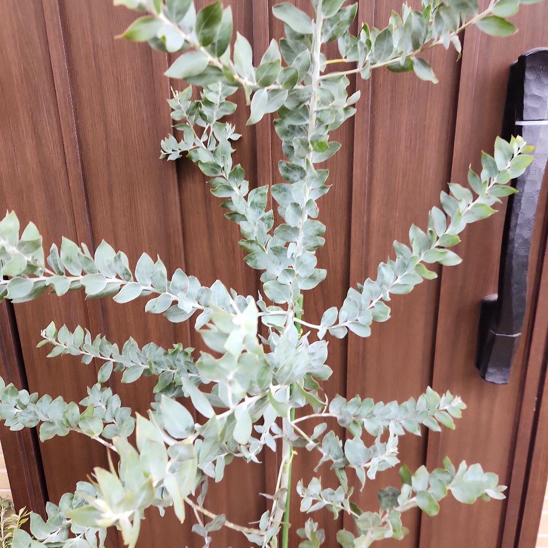 パールアカシア　8号スリット鉢植え　苗　ミモザ