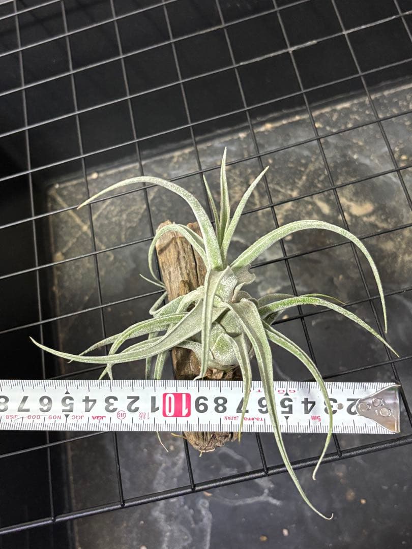 Tillandsia Lucille チランジア ルシール