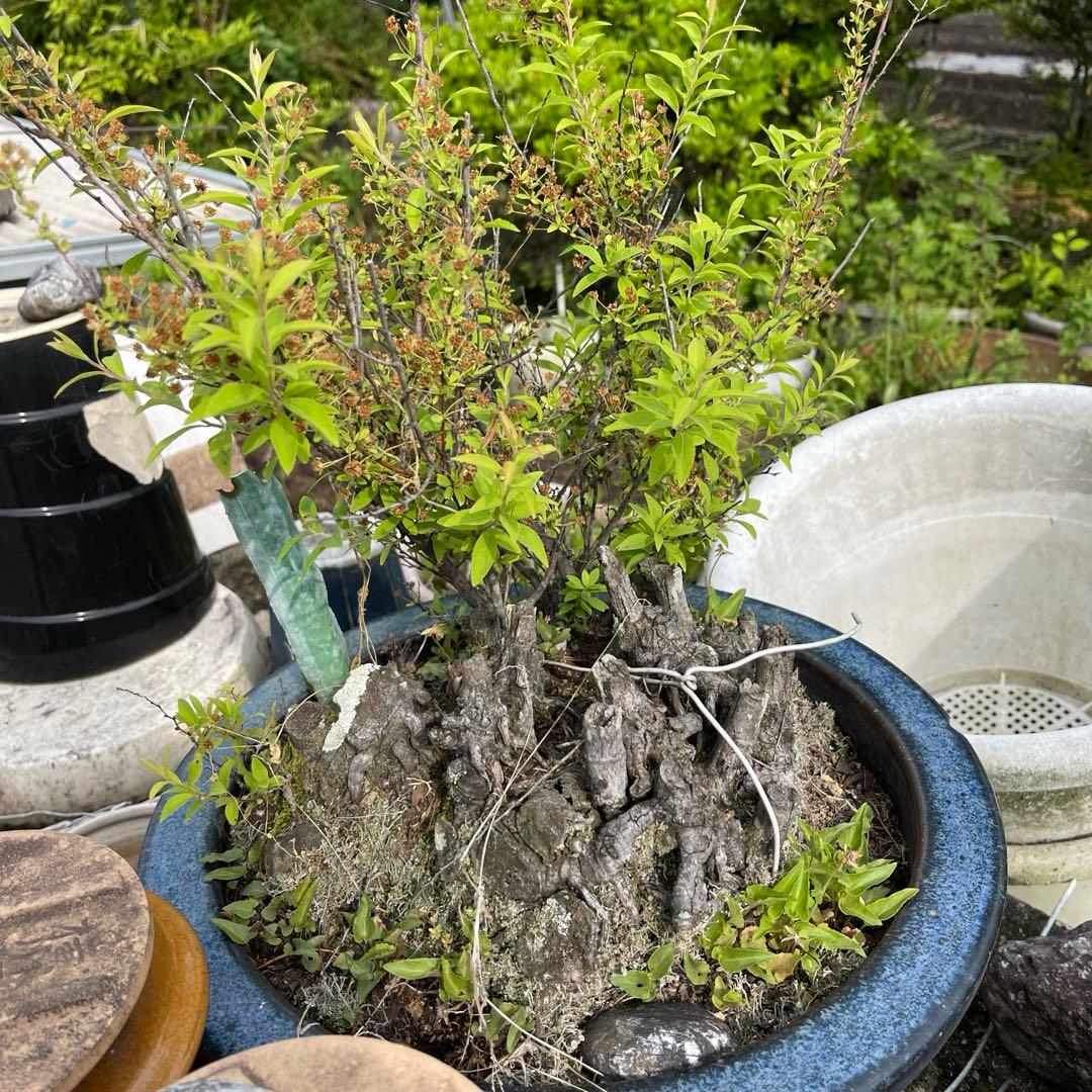 盆栽 Japanese bonsai