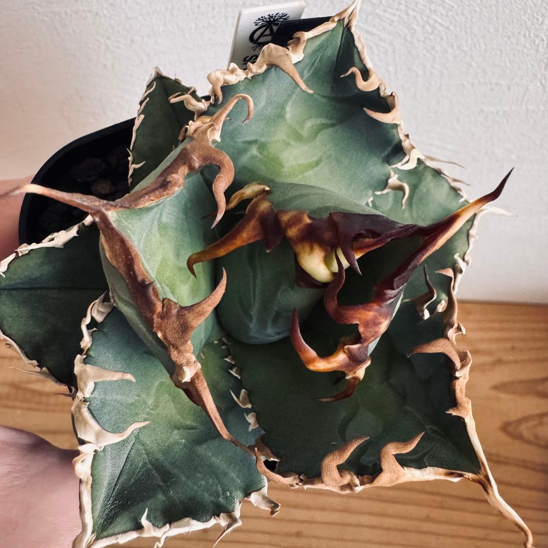 アガベ　チタノタ　台湾ゴジラ　GODZILLA　検）オアハカ　皇冠　ホオジロザメ