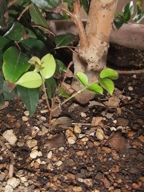 ジャボチカバ 苗 【四季成り性】 10年生 接ぎ木 大苗 苗木 大葉品種