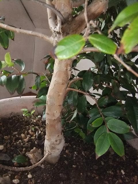 ジャボチカバ 苗 【四季成り性】 10年生 接ぎ木 大苗 苗木 大葉品種