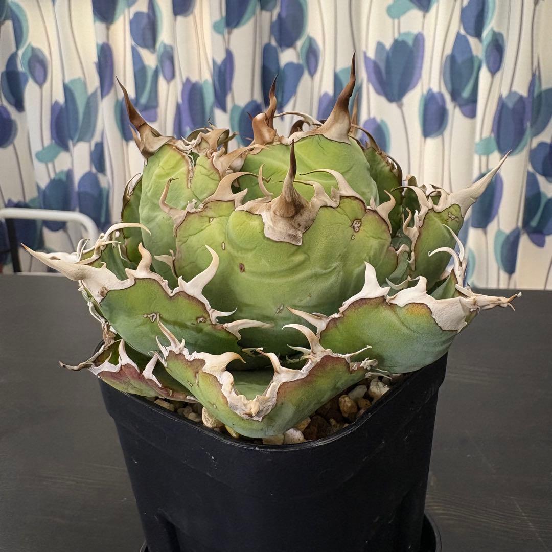 アガベ チタノタ 白鯨牡丹 鉢ごと①