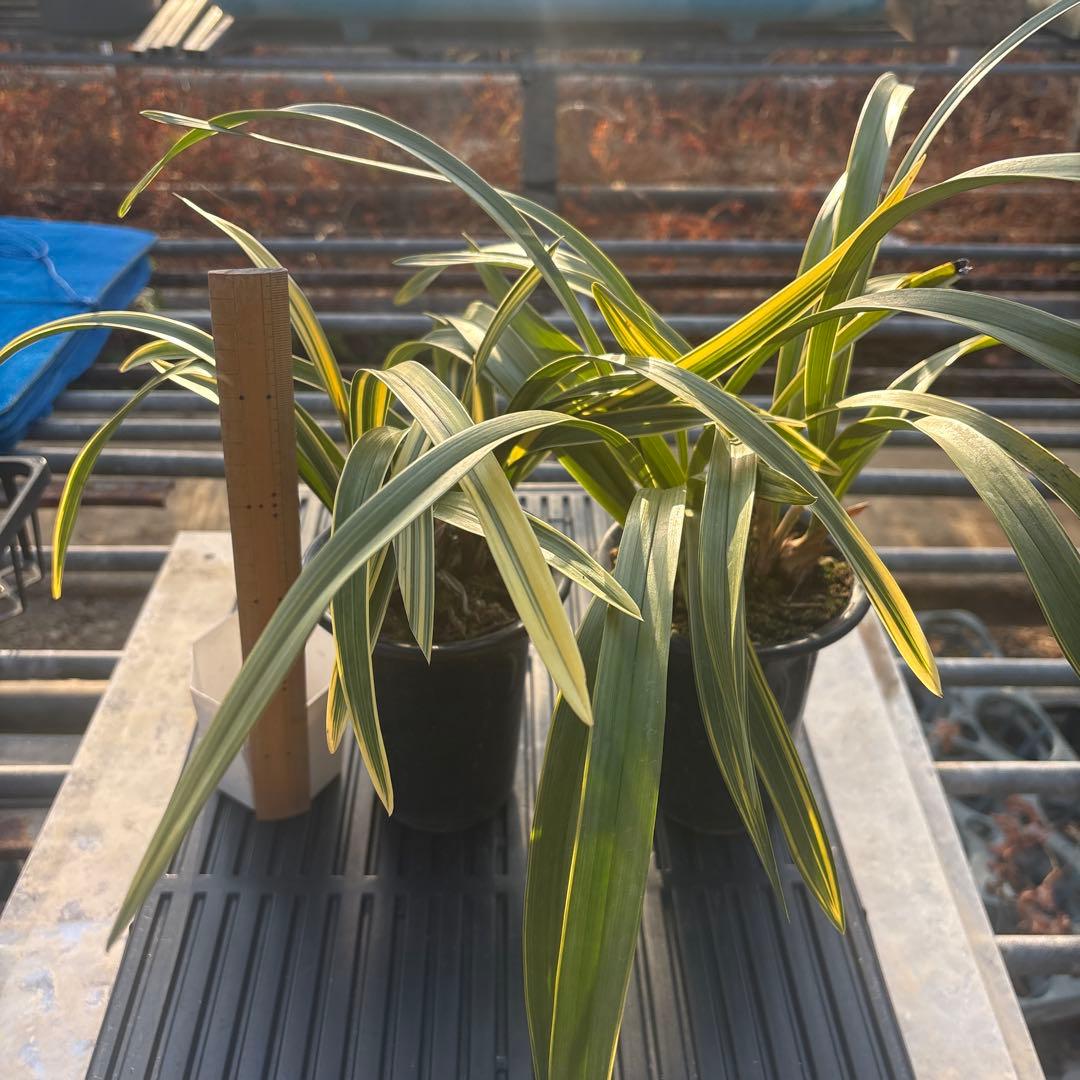 キンリョウヘン原種　花芽計8付き