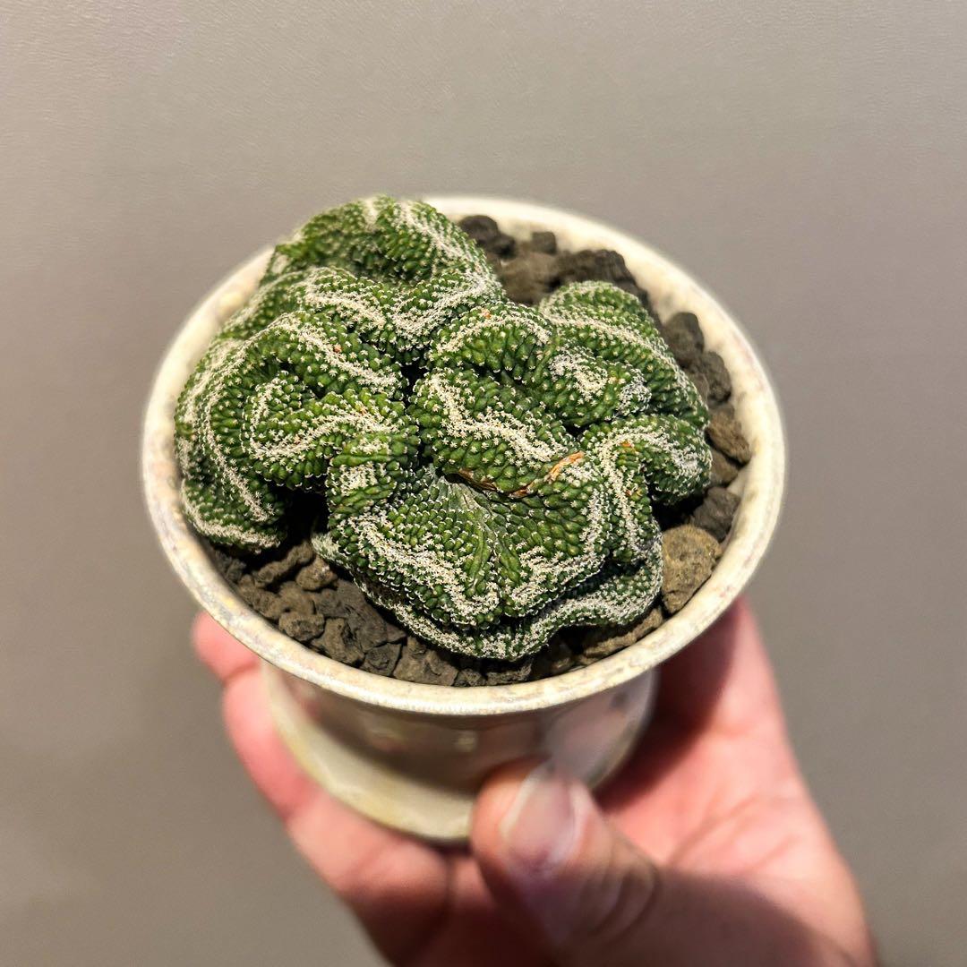 サボテン　菊水　実生　綴化　斑入り