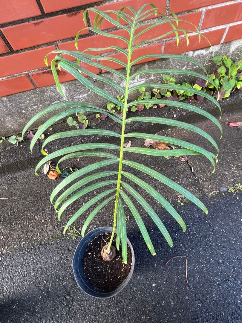 タイシルバー　希少種　サイカス ソテツ　シアメンシス　蘇鉄