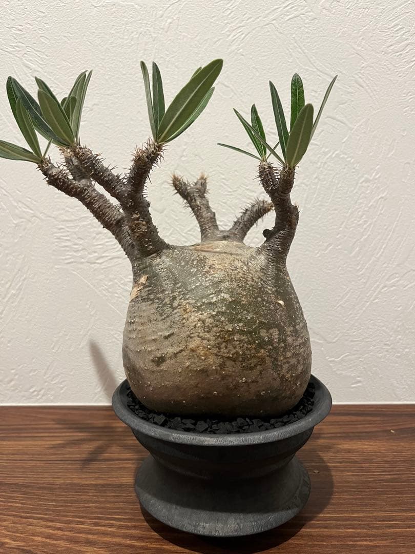 パキポディウム グラキリス　現地株　カタチ製作