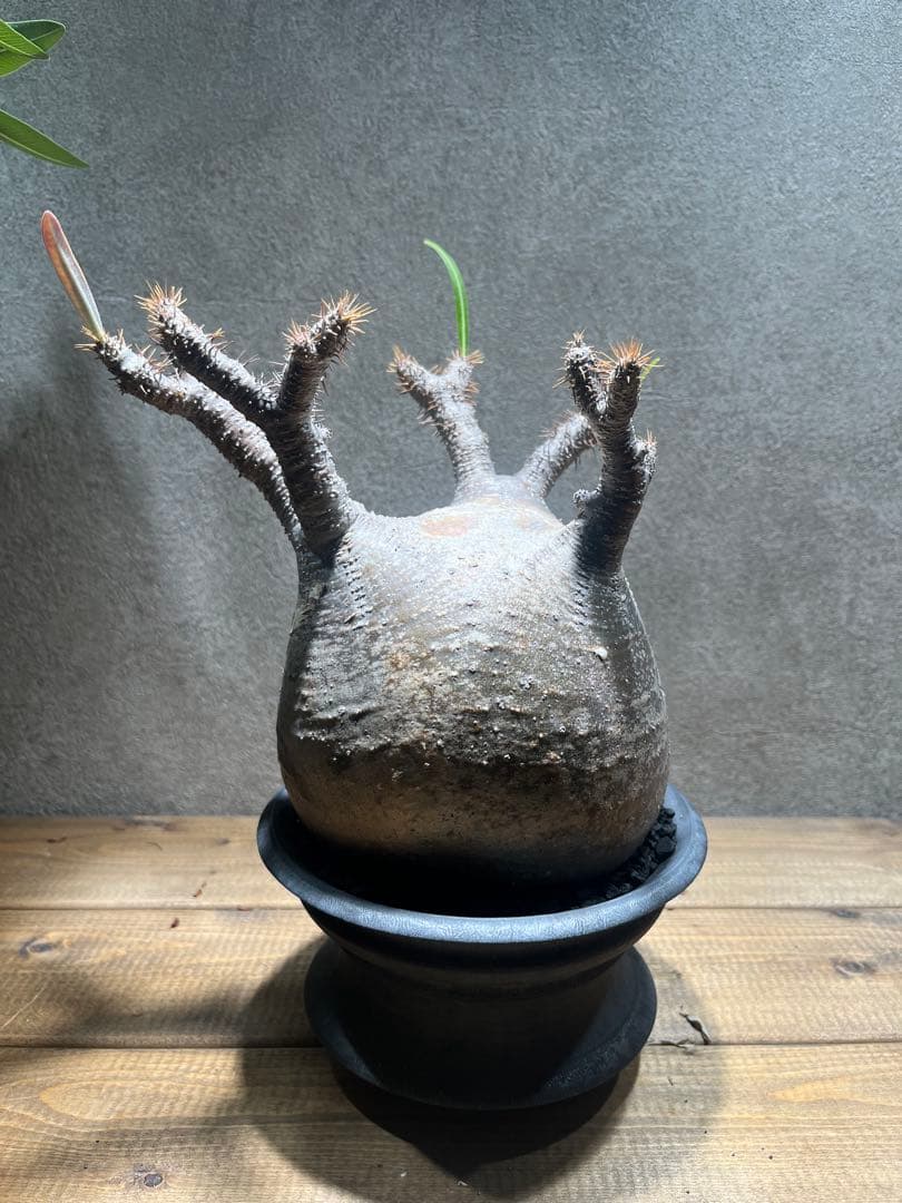 パキポディウム グラキリス　現地株　カタチ製作