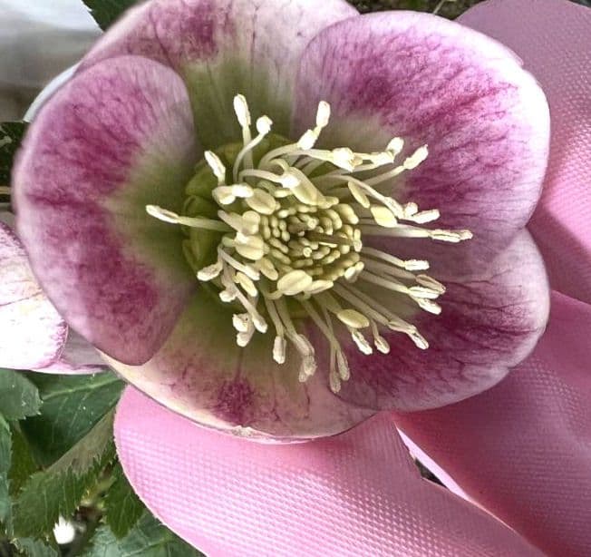 クリスマスローズ　パステリッシュストレイン　苗　小輪　カップ咲き　多花性