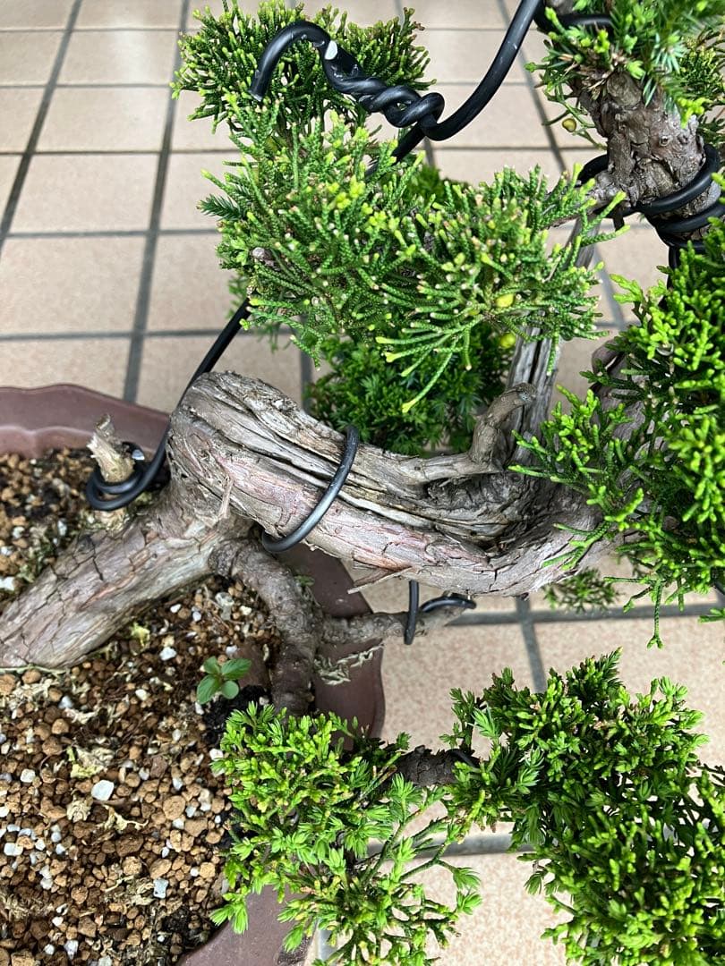 ★★★大品盆栽　黄金真柏　超極太　極上品　　★超大特価！早いもの勝ち★