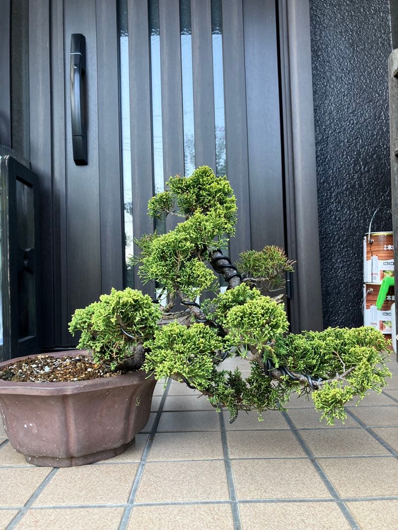 ★★★大品盆栽　黄金真柏　超極太　極上品　　★超大特価！早いもの勝ち★