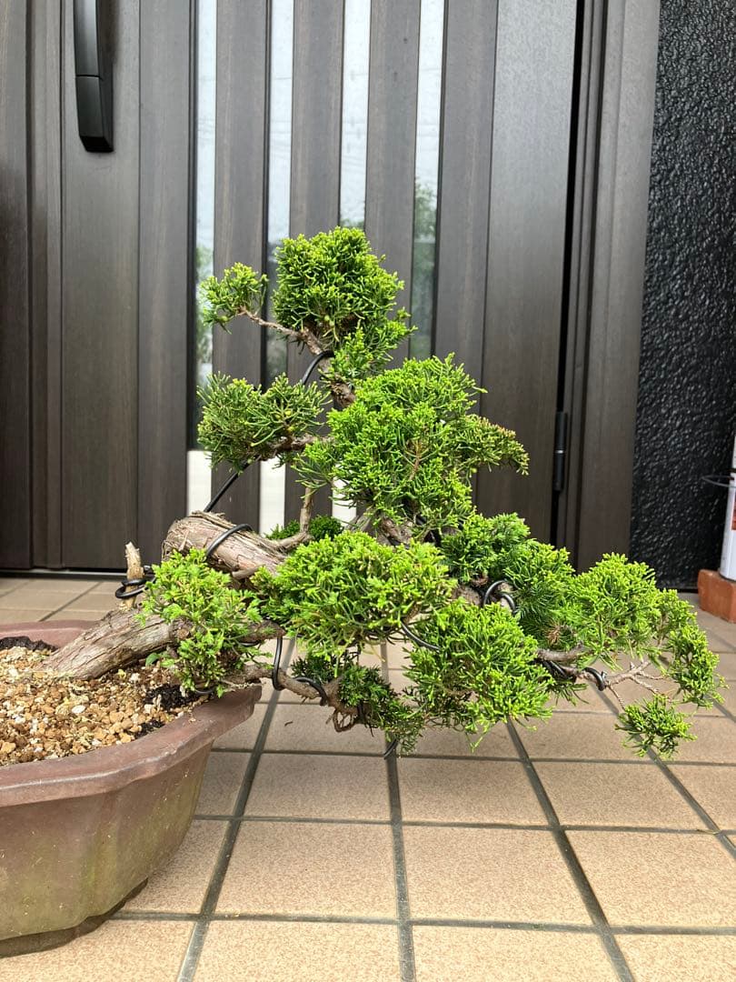 ★★★大品盆栽　黄金真柏　超極太　極上品　　★超大特価！早いもの勝ち★