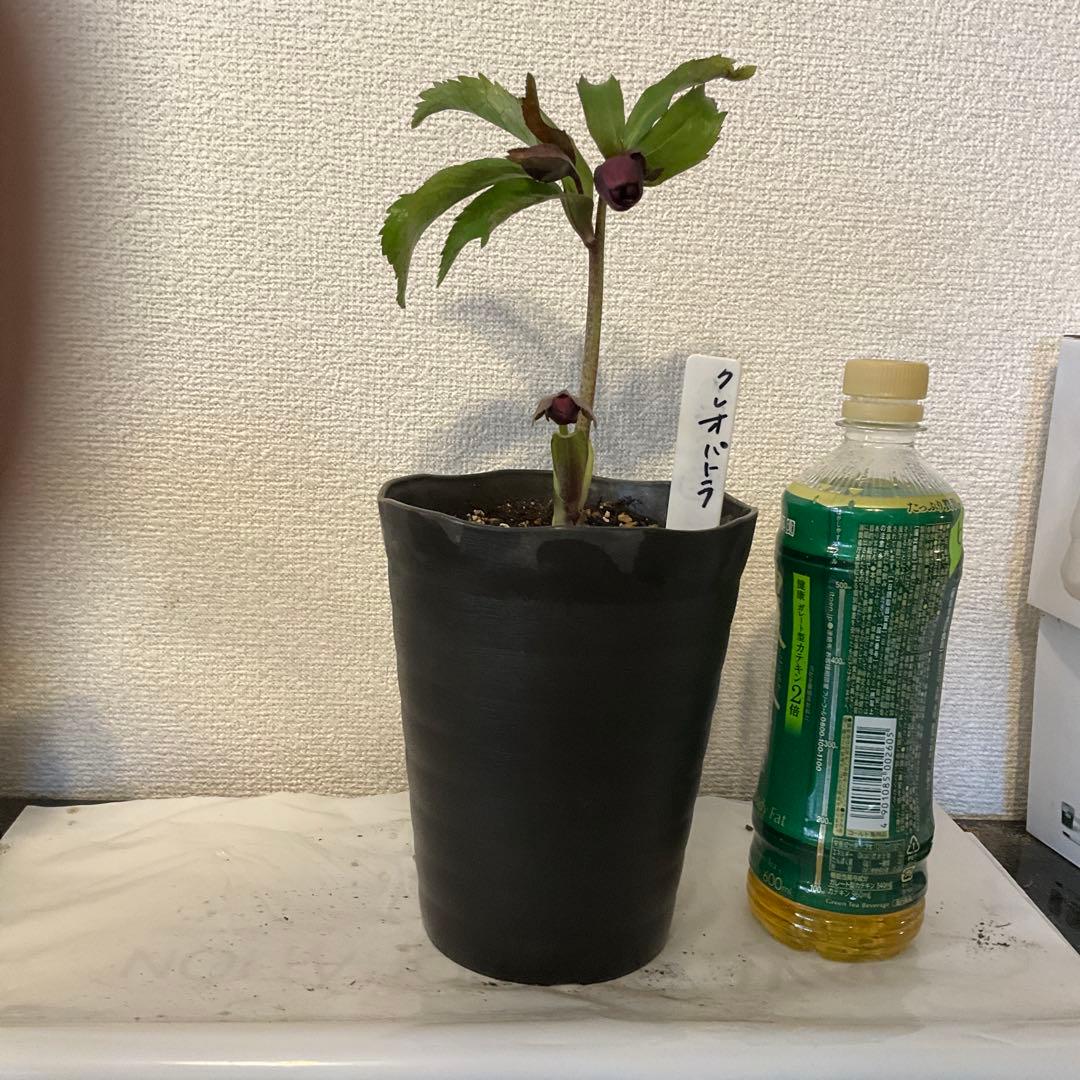 クリスマスローズ、クレオパトラ、ダークレッド