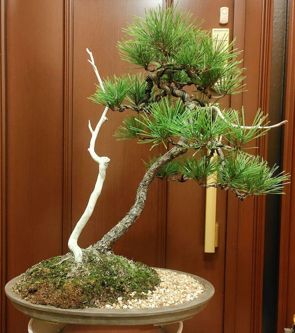 赤松盆栽！