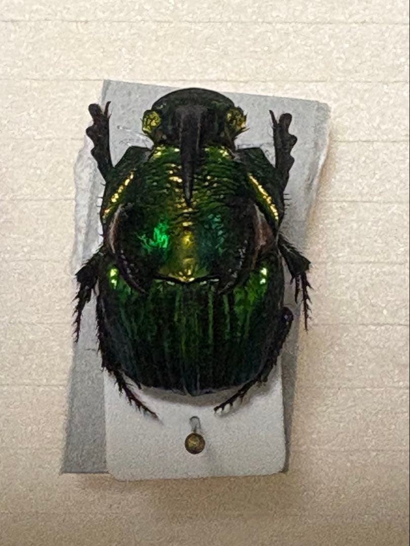 デーモンニジダイコク