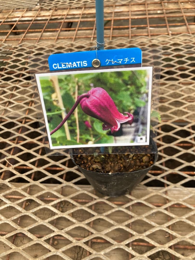 【確認用】クレマチス・ソシアリス・真紅・白菫・会津の風・押切・花筏・桃割・夕顔