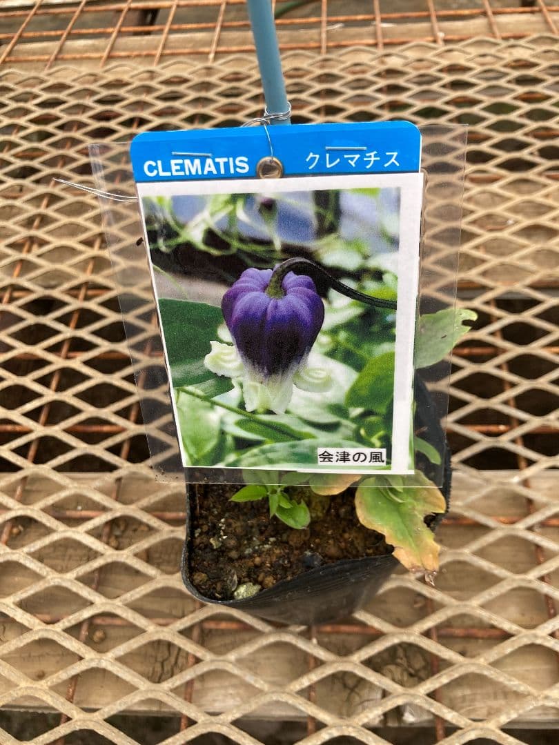 【確認用】クレマチス・ソシアリス・真紅・白菫・会津の風・押切・花筏・桃割・夕顔