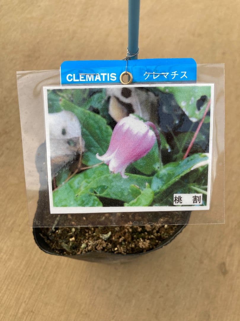 【確認用】クレマチス・ソシアリス・真紅・白菫・会津の風・押切・花筏・桃割・夕顔