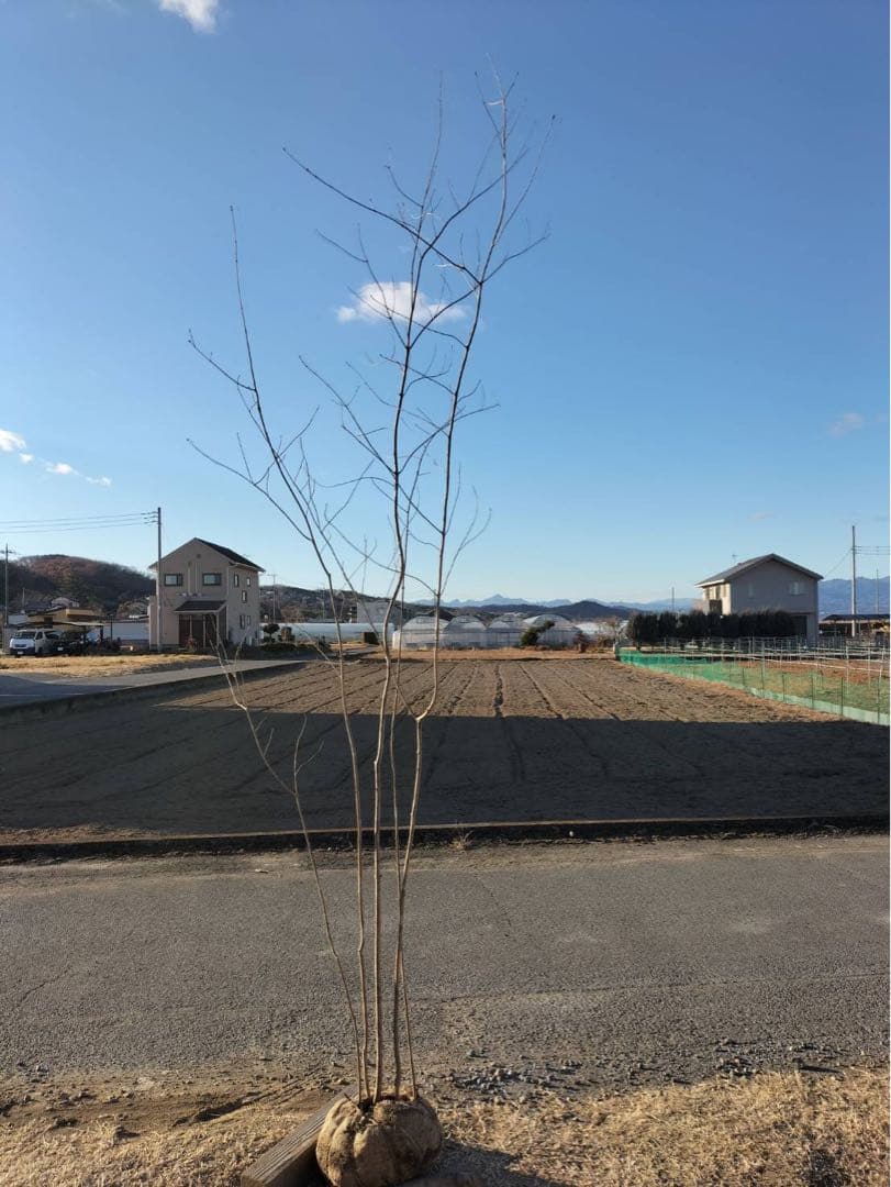 山採り アオダモ 自然樹形 株立ち 5本立ち