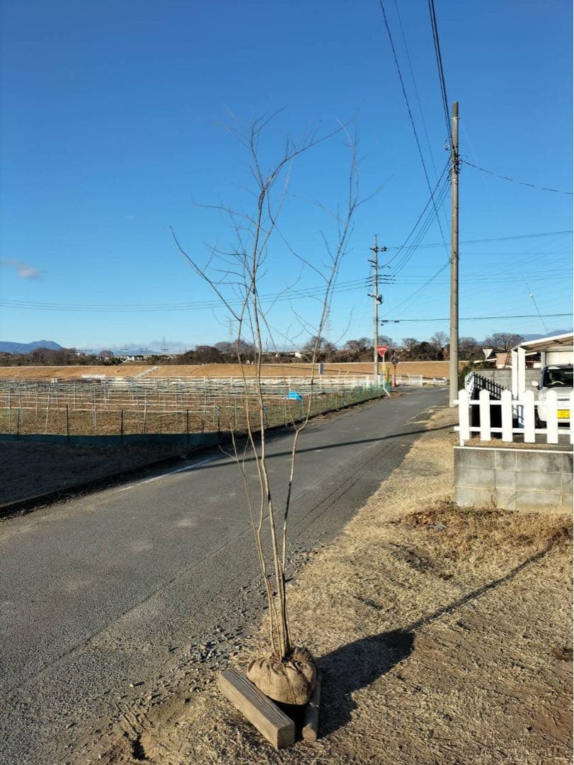 山採り アオダモ 自然樹形 株立ち 5本立ち