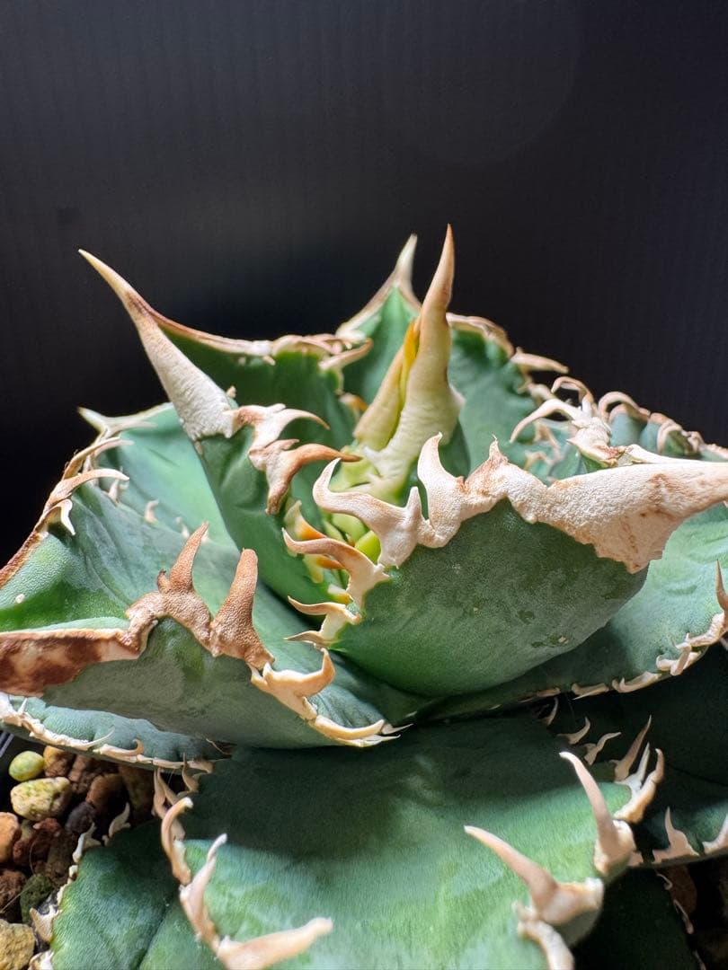 （子株付）アガベ　チタノタ　 大白鯊（ホホジロザメ）