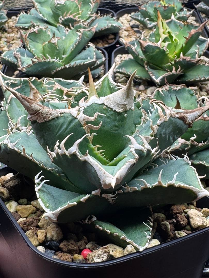 （子株付）アガベ　チタノタ　 大白鯊（ホホジロザメ）